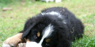 rassegna cinofila carmagnola