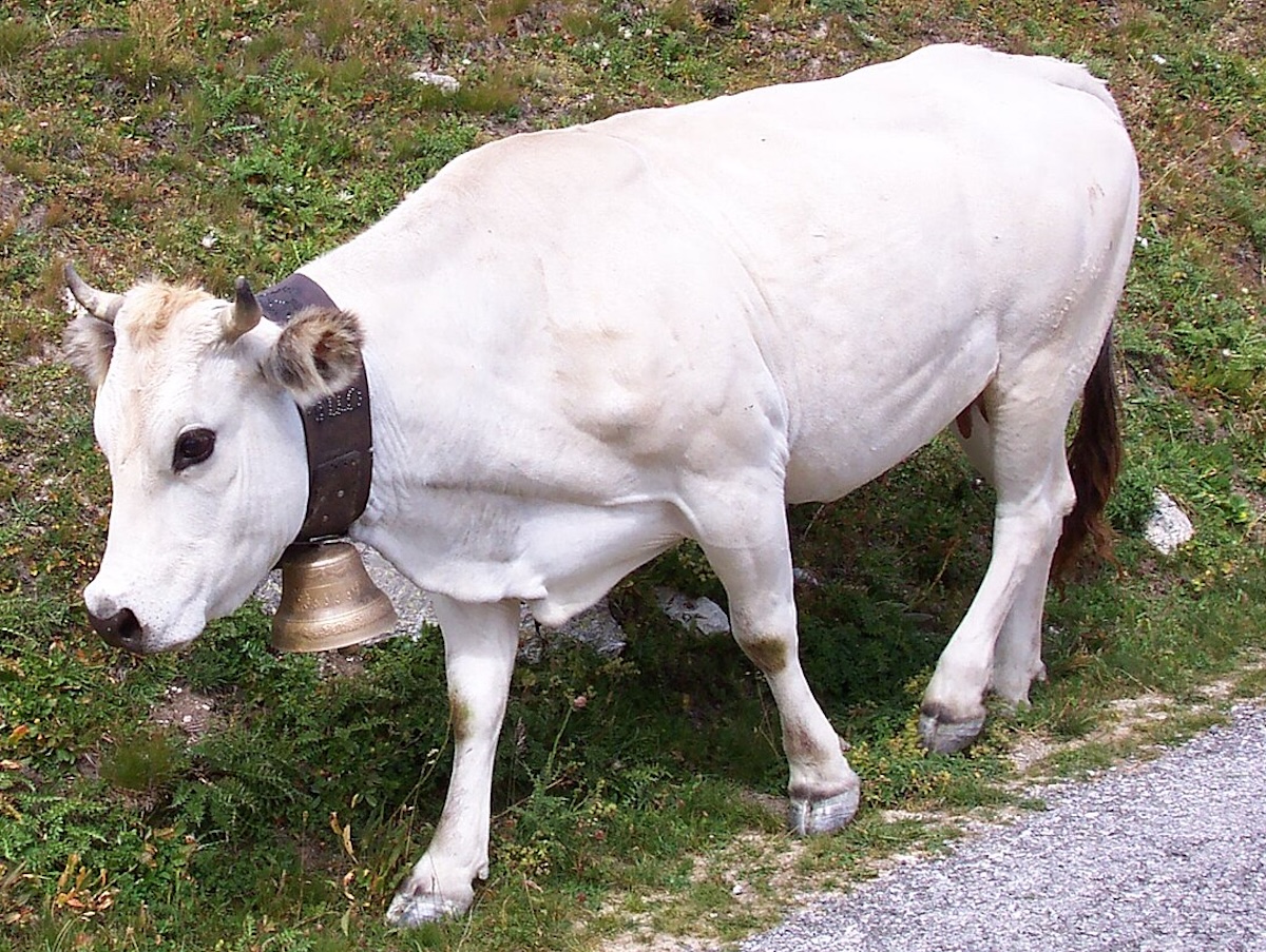 Carmagnola e Racconigi uniscono le forze per valorizzare la razza bovina Piemontese