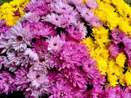 ognissanti e giorno dei morti