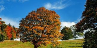 Racconigi Festa dell’Albero