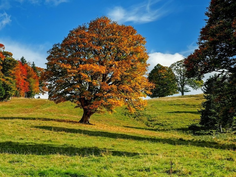 A Racconigi si pianta un bosco urbano per la Festa dell’Albero