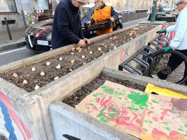 Da Pralormo tremila bulbi di tulipano piantati in piazza Emanuele Filiberto a Torino Pralormo bulbi Torino