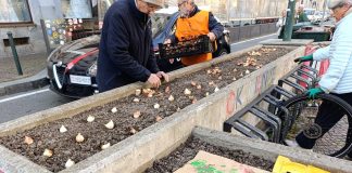 Pralormo bulbi Torino