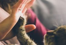 Carmagnola verso la tumulazione delle ceneri degli animali con i loro proprietari ceneri animali carmagnola