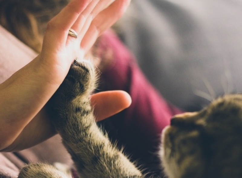 Carmagnola verso la tumulazione delle ceneri degli animali con i loro proprietari