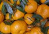 mandarini mato grosso