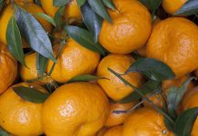 mandarini mato grosso