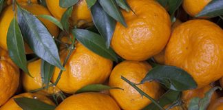 mandarini mato grosso