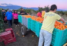 Operazione Mato Grosso lancia il “Progetto Arance” arance mato grosso