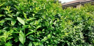 pulizia siepi strade racconigi