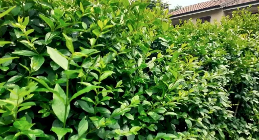 pulizia siepi strade racconigi