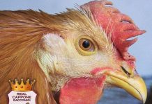 Racconigi: il 18 dicembre la tradizionale Fiera di Santa Lucia Racconigi Santa Lucia Fiera