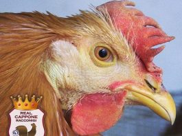 Racconigi Santa Lucia Fiera