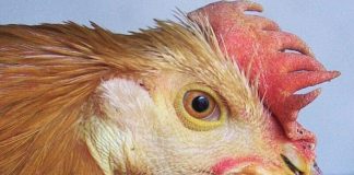 Racconigi Santa Lucia Fiera