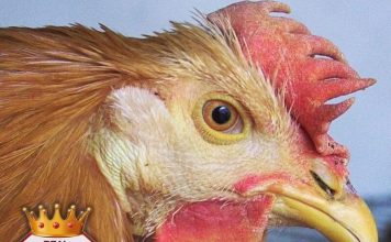 Racconigi Santa Lucia Fiera