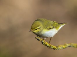 Carignano laboratorio Legambiente uccellini