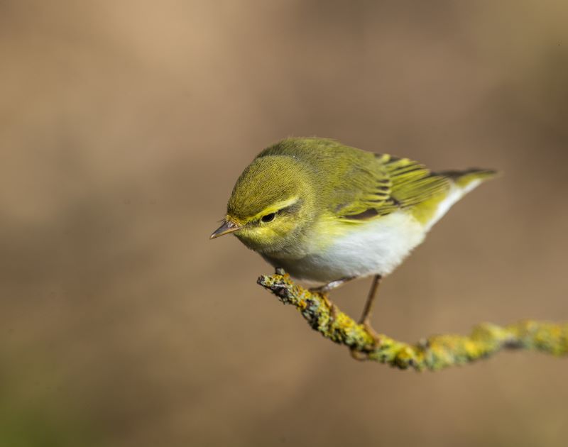 Carignano: laboratorio di Legambiente sulla preparazione del cibo per gli uccellini