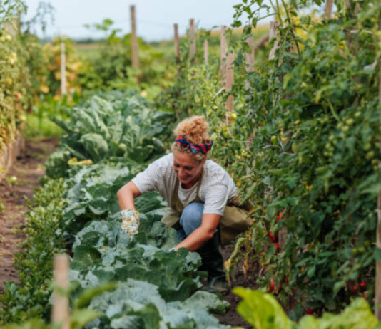 A Cambiano arriva il ciclo di incontri “L’ortogiardino” l'ortogiardino Cambiano