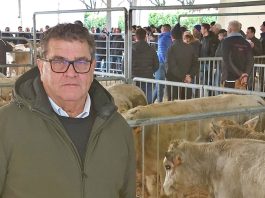 aste dei bovini carmagnola