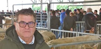 aste dei bovini carmagnola