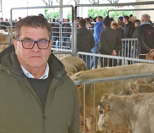 aste dei bovini carmagnola