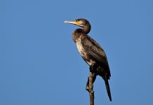 Racconigi: contributi alle associazioni di pesca sportiva danneggiate dal cormorano Cormorano Racconigi