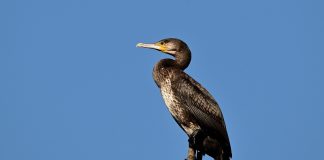 Cormorano Racconigi