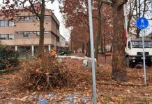 potature alberi carmagnola