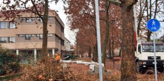 potature alberi carmagnola