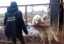 «Nessuna comunicazione da Stop Animal Crimes al Comune di Carmagnola» Cani Carmagnola assessore Gerbino controlli Stop Animal Crimes Italia