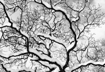 A Cambiano l’inaugurazione dell’esposizione “Immagini e Parole in Libertà” mostra fotografica Cambiano