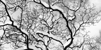 mostra fotografica Cambiano