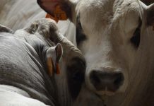 convegno razza piemontese carne