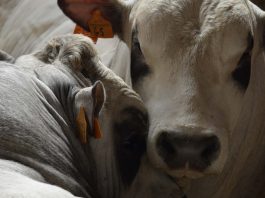 A Carmagnola un convegno dedicato alla carne piemontese convegno razza piemontese carne