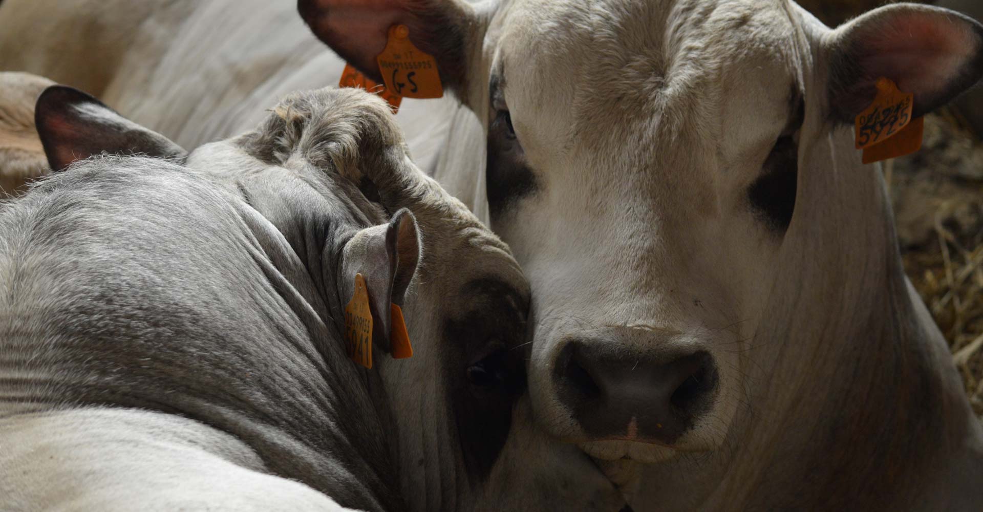 convegno razza piemontese carne