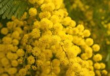 Racconigi Croce Rossa cena