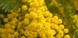 Racconigi Croce Rossa cena