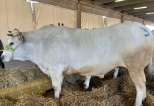 Al via il Distretto della Carne di razza bovina piemontese distretto carne bovina piemontese