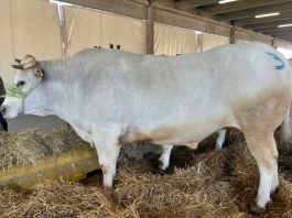 distretto carne bovina piemontese