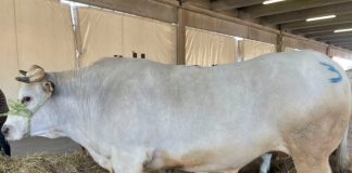 distretto carne bovina piemontese