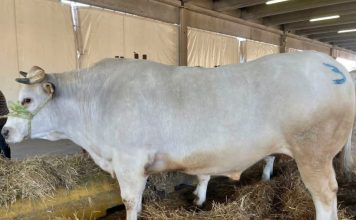 Casalgrasso aderisce al Distretto della Carne bovina di razza piemontese distretto carne bovina piemontese