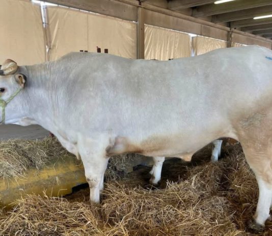 Al via il Distretto della Carne di razza bovina piemontese distretto carne bovina piemontese