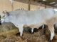 distretto carne bovina piemontese