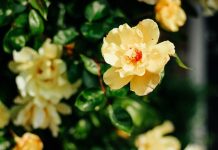 Entente Florale Europe Piobesi