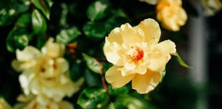 Entente Florale Europe Piobesi