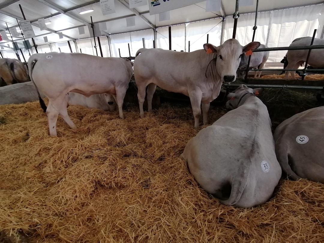 fiera primaverile mucche