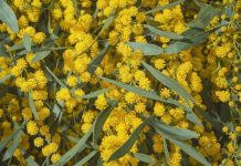 mimosa-presidio-sant'agostino