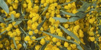 mimosa-presidio-sant'agostino