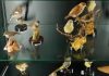museo storia naturale carmagnola musei