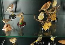 museo storia naturale carmagnola musei